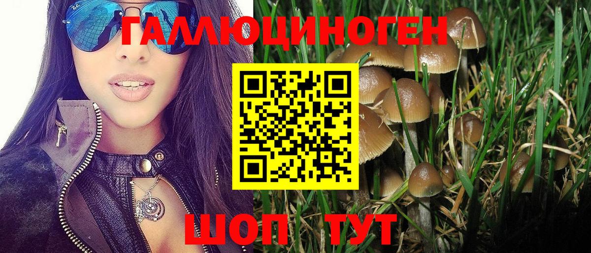 Кизляр  Галлюциногенные грибы Psilocybine cubensis  Вход с VPN 